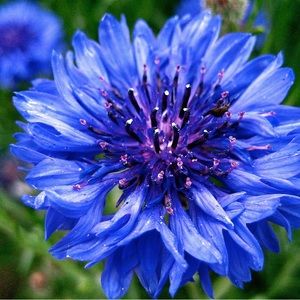 Meet your Posher, Bella